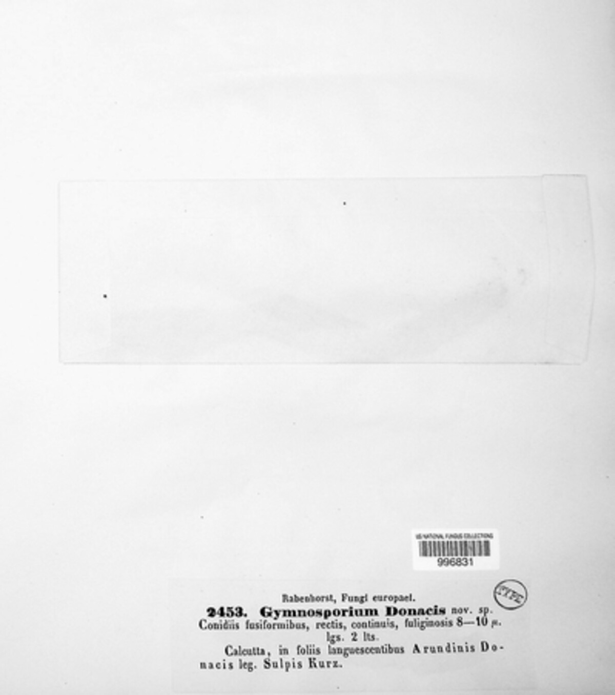 Gymnosporium donacis image
